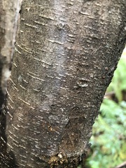 Nematolepis squamea squamea