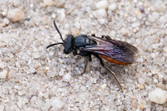 Sphecodes albilabris