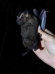 Artibeus lituratus