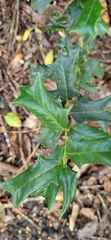 Ilex cornuta