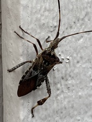 Leptoglossus occidentalis