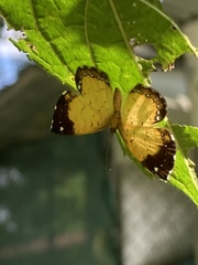 Parvospila cilissa