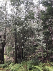 Nematolepis squamea squamea