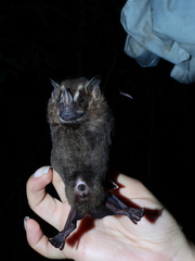 Artibeus lituratus
