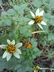 Bidens alba