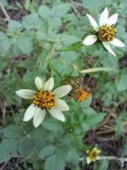 Bidens alba