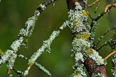 Physcia stellaris