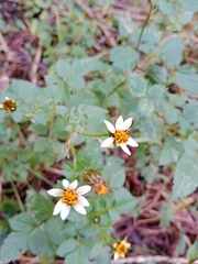 Bidens alba