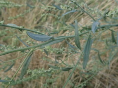 Atriplex oblongifolia