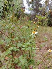 Bidens alba