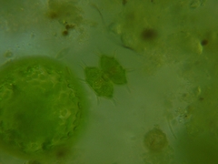 Xanthidium antilopaeum