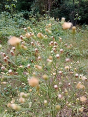 Bidens alba