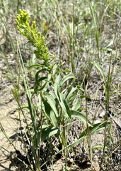 Solidago missouriensis