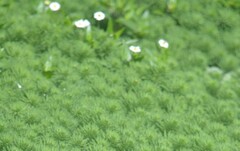 Myriophyllum aquaticum