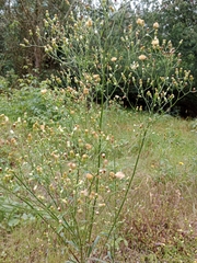 Bidens alba