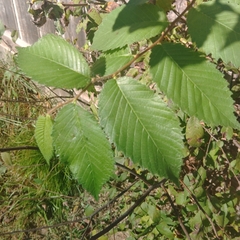 Ulmus