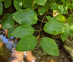 Hydrangea barbara