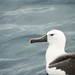 Indian Yellow-nosed Albatross - Photo (c) neomyrtus, some rights reserved (CC BY-NC-SA)