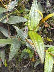 Miconia crotonifolia