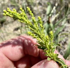 Solidago missouriensis