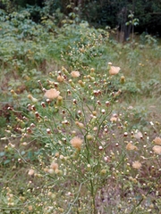 Bidens alba