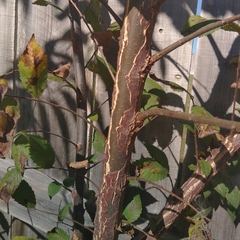 Ulmus
