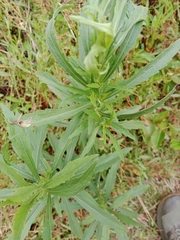Bidens alba