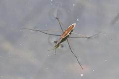 Limnoporus notabilis