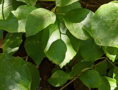 Hydrangea barbara