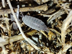Porcellionides sexfasciatus