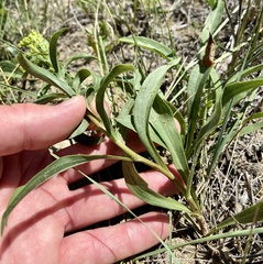 Solidago missouriensis
