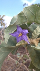 Solanum falciforme