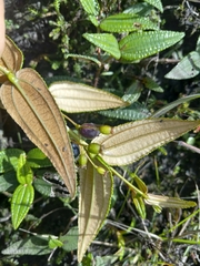 Miconia crotonifolia