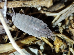 Porcellionides sexfasciatus