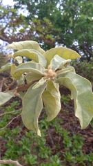 Solanum falciforme