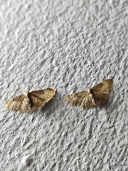 Idaea filicata
