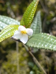 Miconia crotonifolia