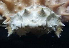 Paralithodes rathbuni