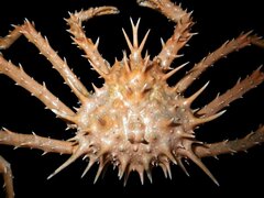 Paralithodes rathbuni