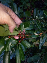 Ilex cassine