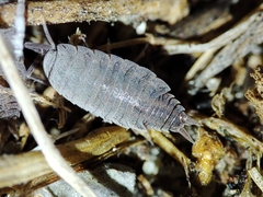 Porcellionides sexfasciatus