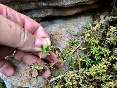 Tetragonia fruticosa