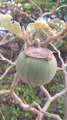 Solanum falciforme