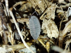 Porcellionides sexfasciatus