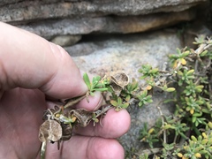 Tetragonia fruticosa