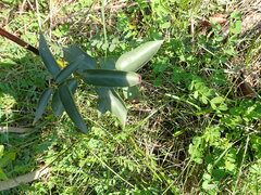 Vincetoxicum nigrum