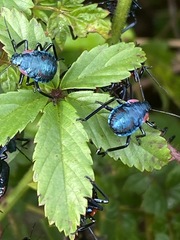 Alcaeorrhynchus grandis