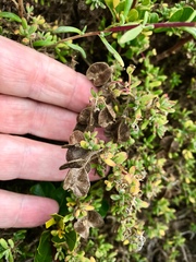 Tetragonia fruticosa