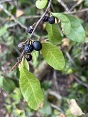 Sideroxylon tenax