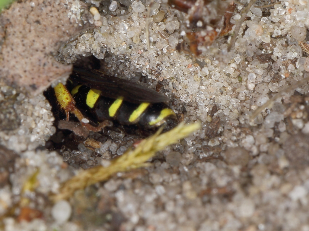 Field digger wasp